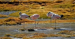 『EVは本当に地球に優しい? フラミンゴの減少に深刻な影響と指摘』についてTwitterの反応