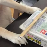 【ペヤングを前に】『精神統一中の柴犬 その姿に、飼い主「やめて」』についてTwitterの反応