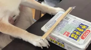 【ペヤングを前に】『精神統一中の柴犬　その姿に、飼い主「やめて」』についてTwitterの反応