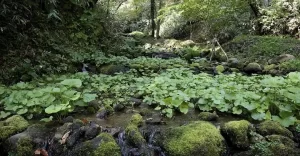 【ワサビ離れ】『若い世代だけの問題ではない? 食べなくなった大人たちの本音』についてTwitterの反応