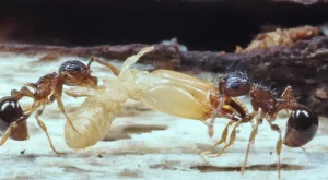 【最新研究】『地球上のアリは2京匹』についてTwitterの反応