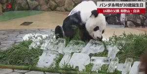 【日本一のお父さんパンダ】『永明が30歳に 飼育員も感動「世界最高齢のパンダになってほしい」「飼育員として育ててくれた」』についてTwitterの反応