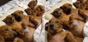 【ブラジル】『ベッドの上にずらーっと並んだワンコたち! 冷めた表情で飼い主のジョークを聞く姿が面白かわいい』についてTwitterの反応