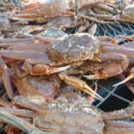 『3年間で80億匹のカニがアラスカの海から消滅、その原因とは?』について