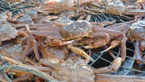 『3年間で80億匹のカニがアラスカの海から消滅、その原因とは？』について