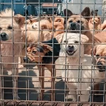 【犬肉料理】『韓国人の9割が「もう犬肉料理を食べない」、理由は2つ』についてTwitterの反応