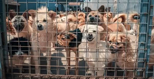 【犬肉料理】『韓国人の9割が「もう犬肉料理を食べない」、理由は2つ』についてTwitterの反応