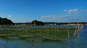 【海の半導体?】『世界で人気の韓国のり、日中との違いはどこに?=韓国ネット「誇らしい』についてTwitterの反応