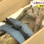 『「人魚のミイラ」は妖怪ではなく造形物 最新技術で分析…研究チーム発表』についてTwitterの反応