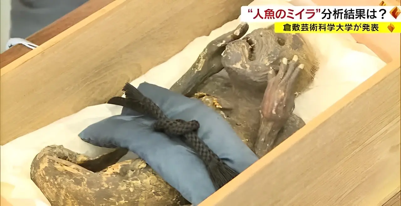 『「人魚のミイラ」は妖怪ではなく造形物 最新技術で分析…研究チーム発表』についてTwitterの反応