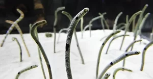 『「思ってたんと違う」「すごい！」　チンアナゴの巣穴を写した１枚に反響』についてTwitterの反応