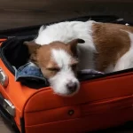 【JAL機炎上】同乗したペットは大丈夫?乗っていた?犬猫は貨物室に!<日本航空516便>