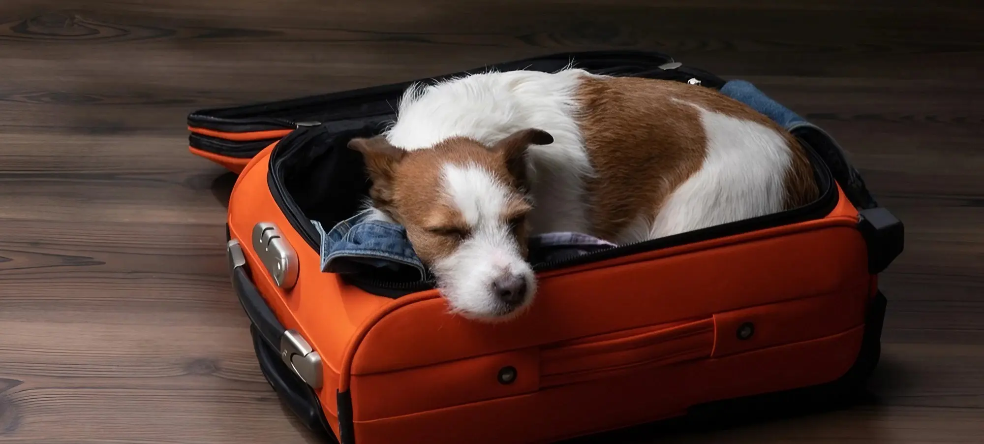 【JAL機炎上】同乗したペットは大丈夫?乗っていた?犬猫は貨物室に!<日本航空516便>