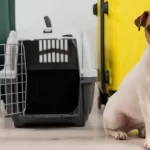 【JAL機炎上】預けられていたペットは?JAL広報「2件のお預かりがありました」