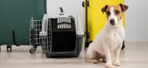 【JAL機炎上】預けられていたペットは？JAL広報「2件のお預かりがありました」