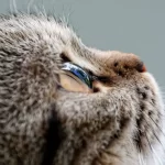 猫の目が暗闇で光るのはなぜ?猫だけでない!<チコちゃんに叱られる>