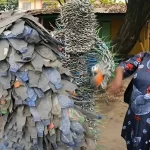 【日テレ『イッテQ！』】コンゴ民主共和国大使館が激怒した理由は何？外交問題に？