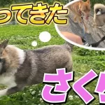 【坂上どうぶつ王国】さくらが再び戻ってきた理由とは?