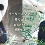 【上野動物園パンダ】使用された航空会社と便名は?リーリーとシンシンの帰国便情報!